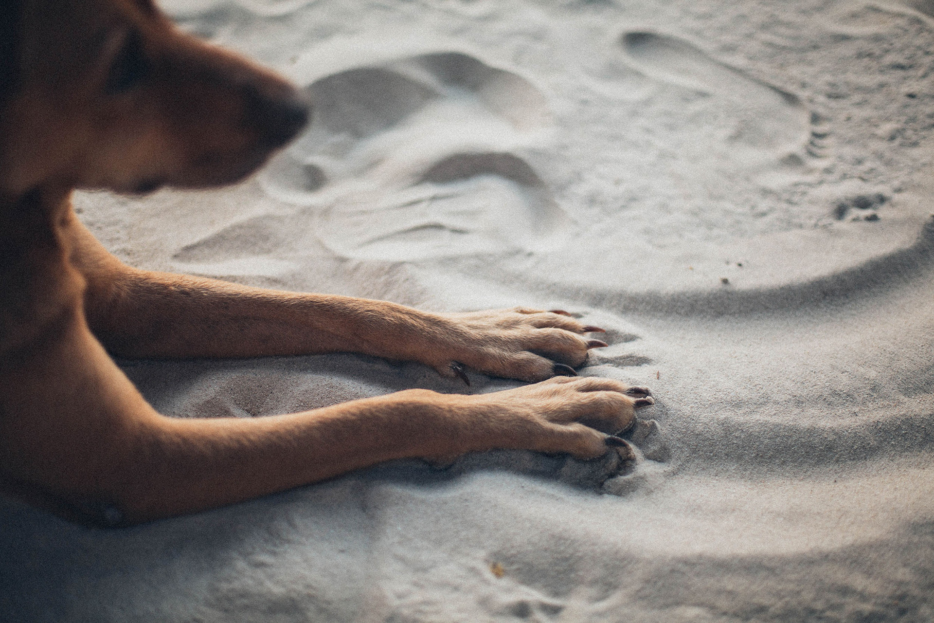 Dog relaxing on sand